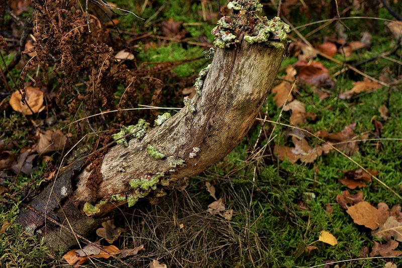 Foto 11 verkleind.jpg - Paddestoelen